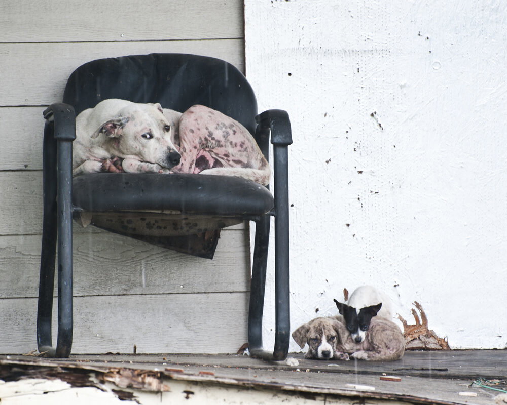 Chi and pup on porch udfrrz
