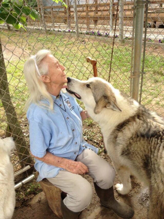 Saint francis wolf sanctuary kdabv8