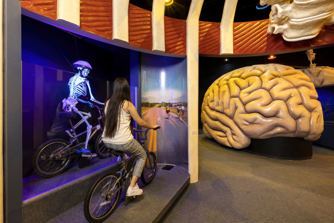 A person riding a bicycle next to a skeleton with a bike helmet, also on a bike. There's a giant fake human brain in the background.