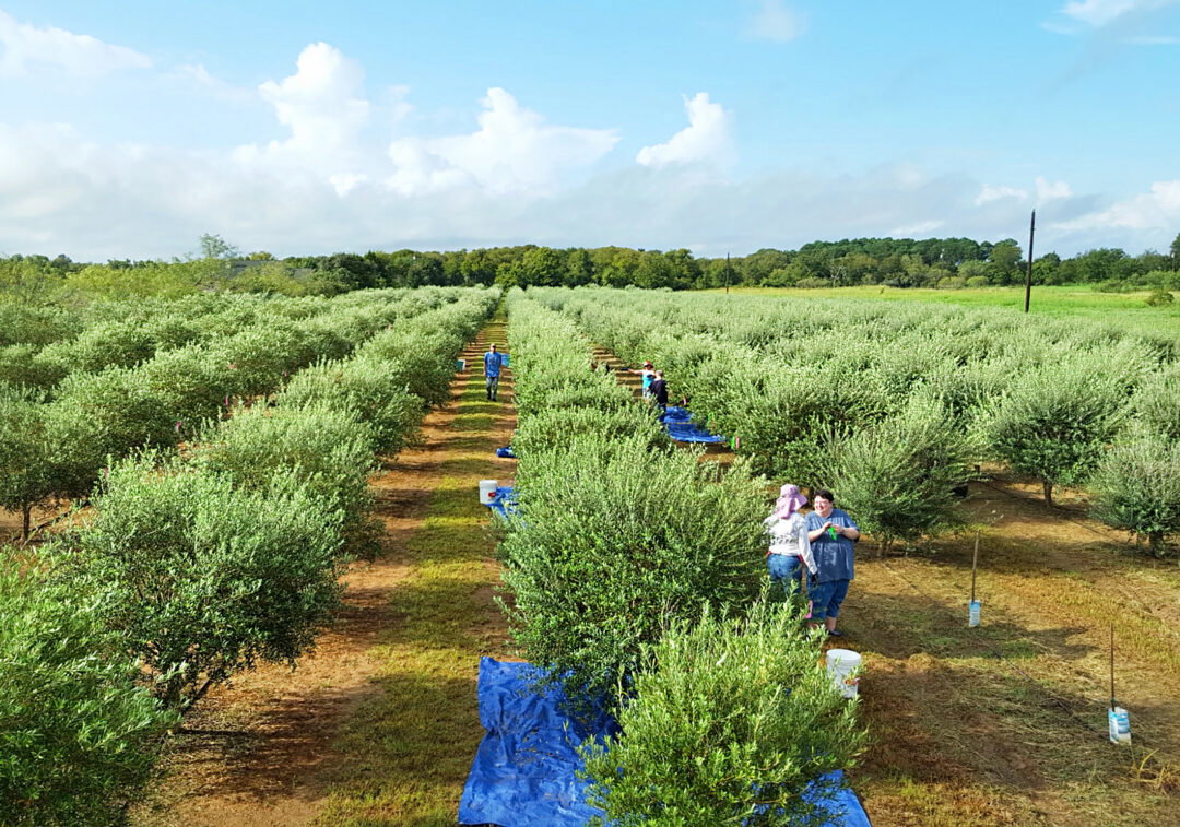 An olive grove viewed from above