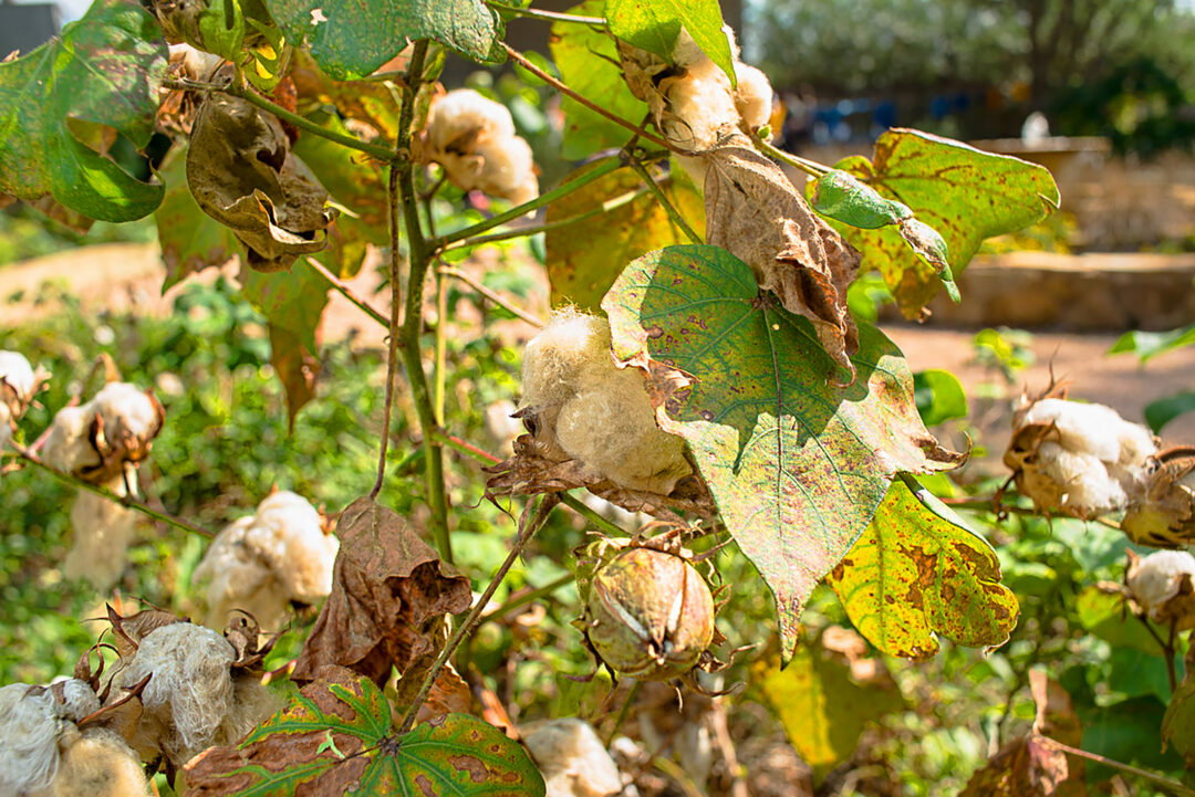 A cotton plant