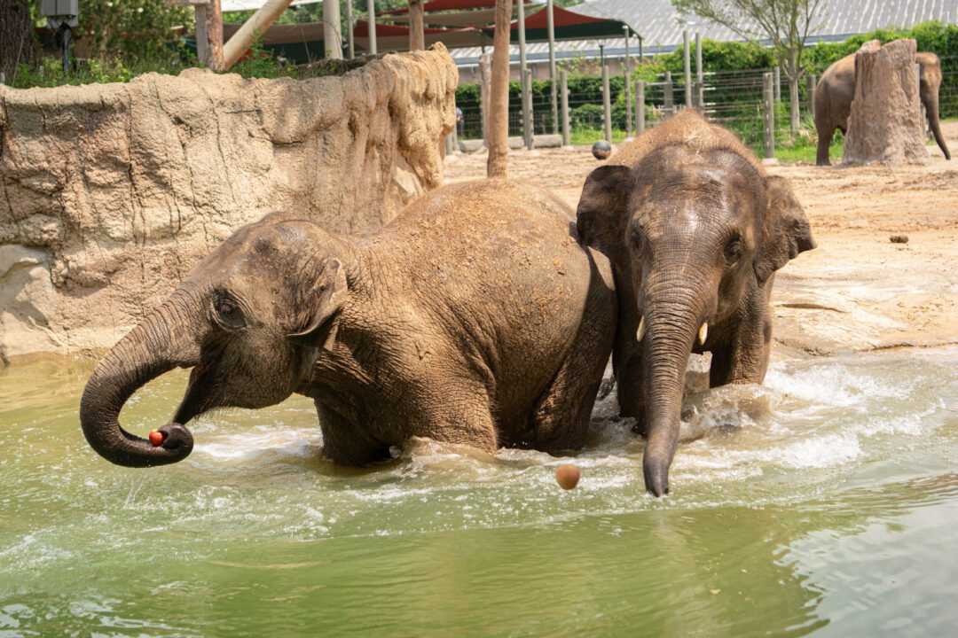 Two elephants stand in muddy water. One faces to the left and is placing an apple in its mouth with its trunk. One looks at the camera and is catching an apple with its trunk.
