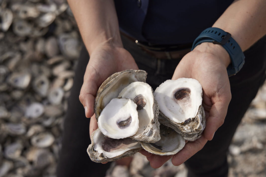 Galveston Bay’s Decimated Oyster Population Is Getting a Savior Galveston Bay’s Decimated Oyster Population Is Getting a Savior