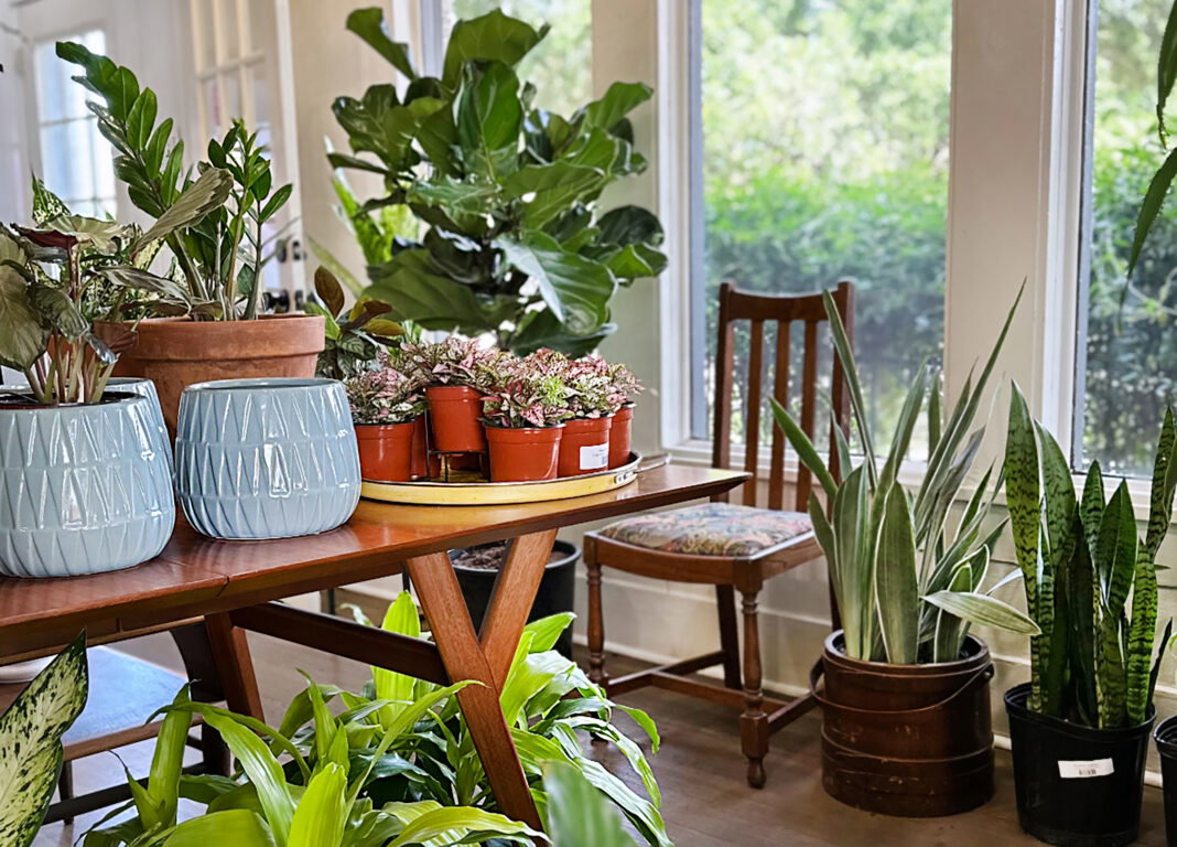 Houston Nurseries to Help Make Your Life a Little Greener Houston Nurseries to Help Make Your Life a Little Greener