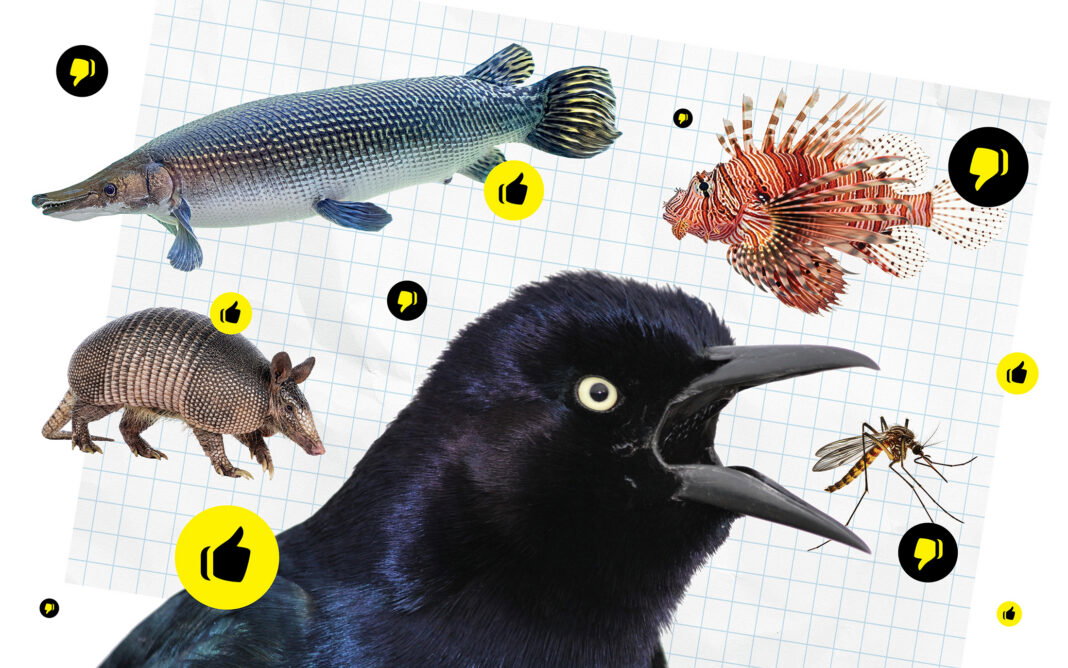 Our Favorite (And Least Favorite) Animals Found in the Houston Wild Our Favorite (And Least Favorite) Animals Found in the Houston Wild