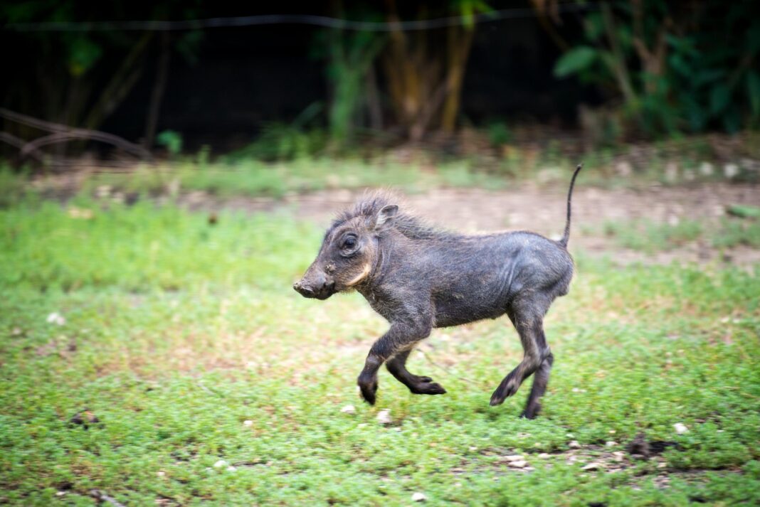 Meet Gus, Houston Zoo’s Newest Baby Meet Gus, Houston Zoo’s Newest Baby