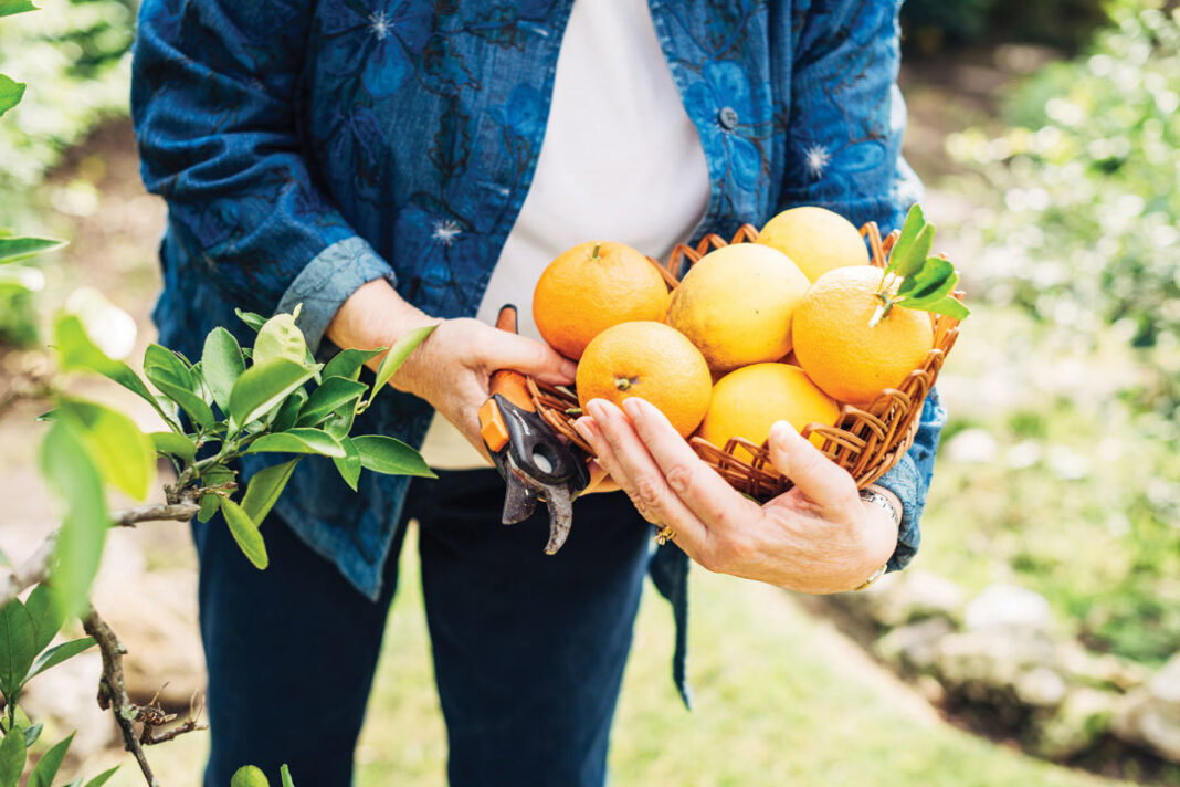 How to Grow Your Garden Without Breaking the Bank How to Grow Your Garden Without Breaking the Bank