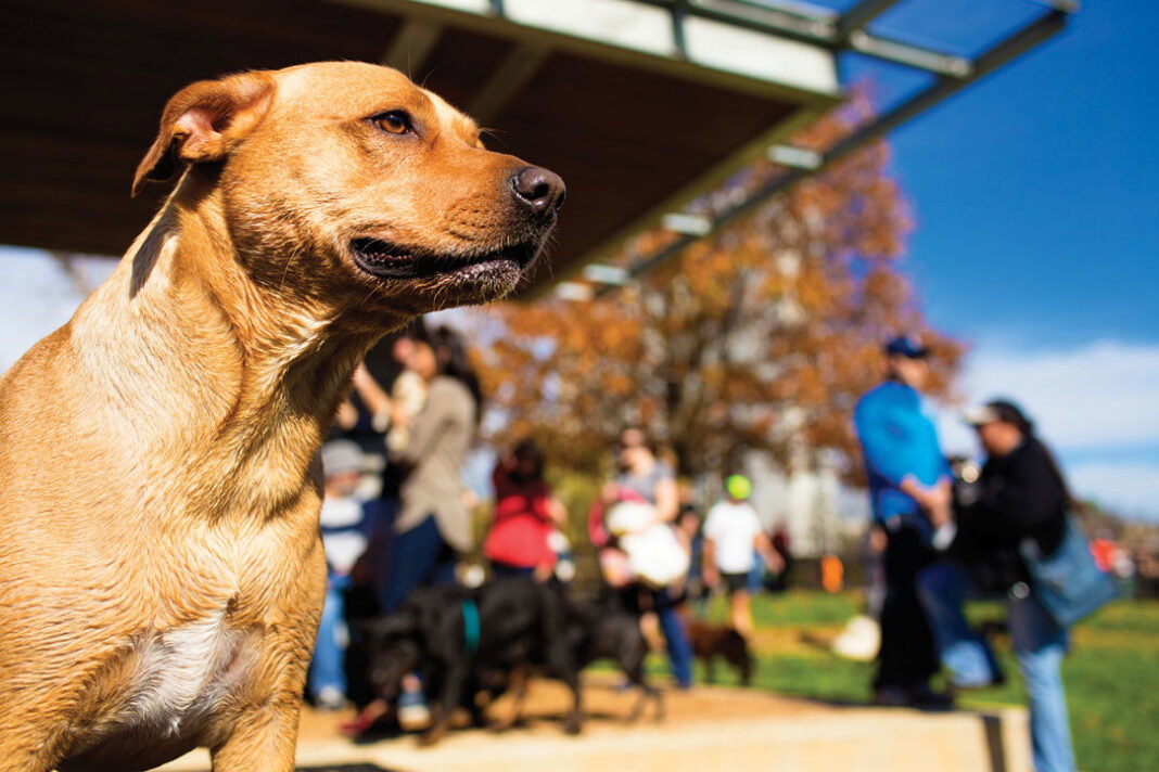 Barks and Recreation: Houston’s 10 Best Dog Parks Barks and Recreation: Houston’s 10 Best Dog Parks