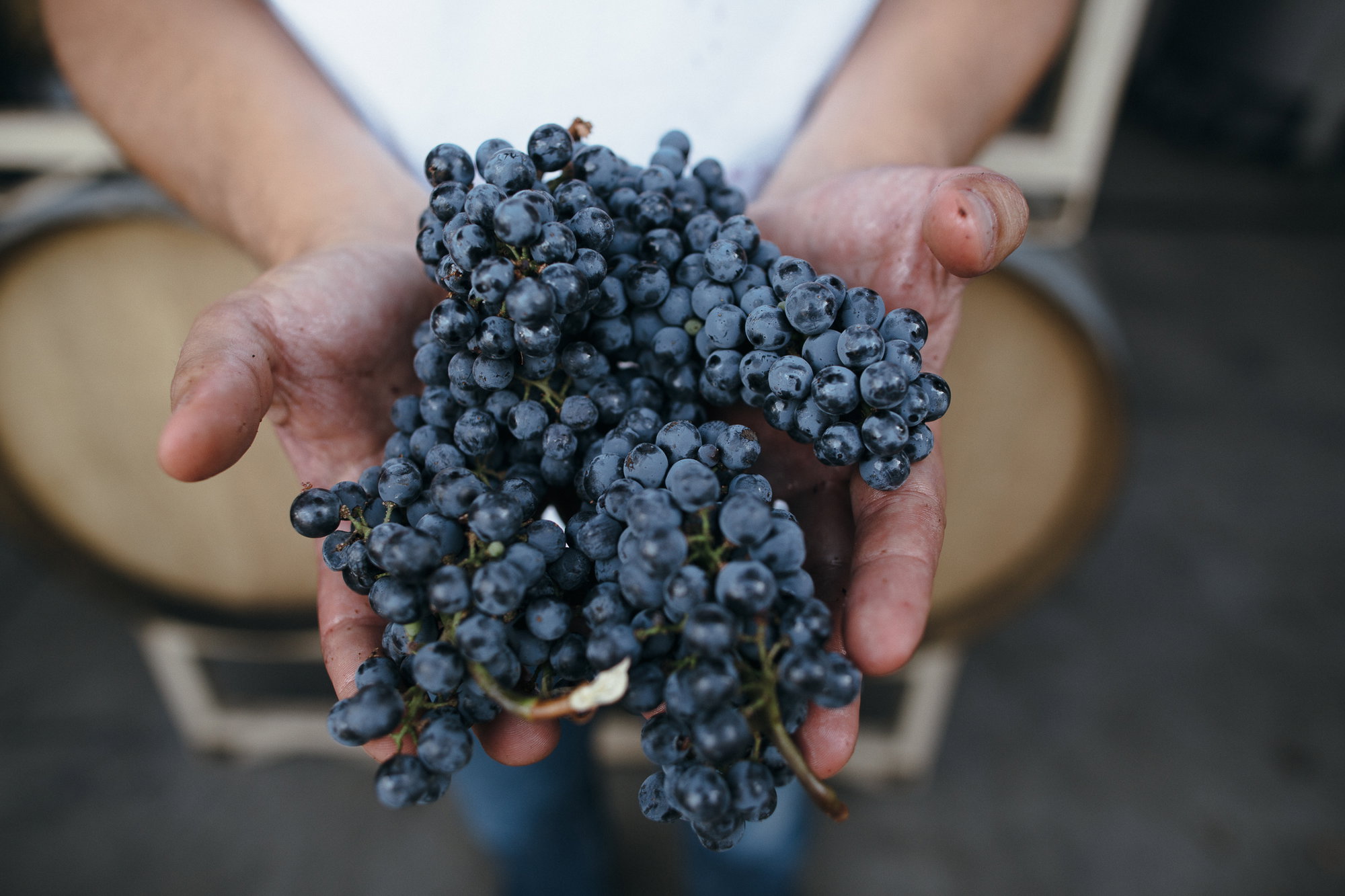 Experiencing the Wonders of Harvest Season in Sonoma County Experiencing the Wonders of Harvest Season in Sonoma County