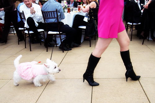 Houston’s Best Dressed: Canine Edition Houston’s Best Dressed: Canine Edition