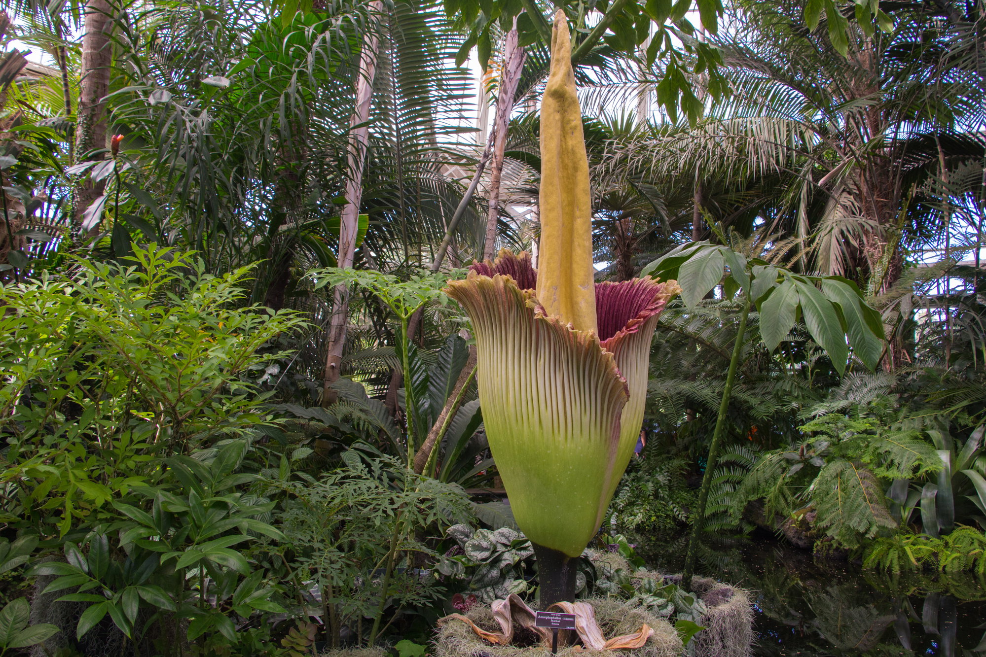 Heads Up: The HMNS Is About to Get Really Stinky Heads Up: The HMNS Is About to Get Really Stinky